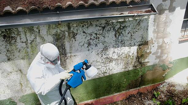 Trusted Bathroom Mold Removal service in Sun City, AZ - Cheap Mold Removal